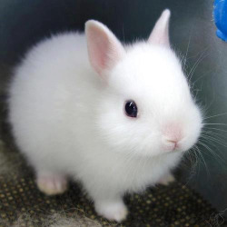 Do You Have A Beauty Bunny?